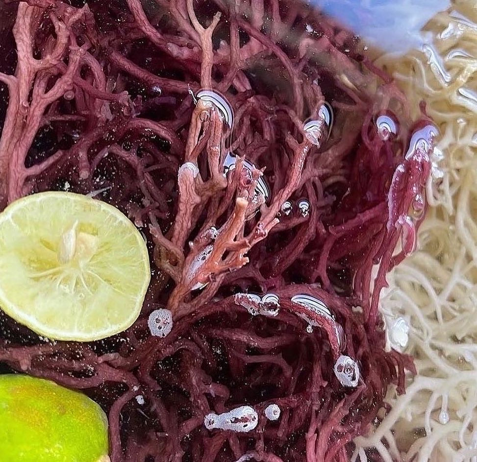 Raw St. Lucia Purple Dry Seamoss - 3oz