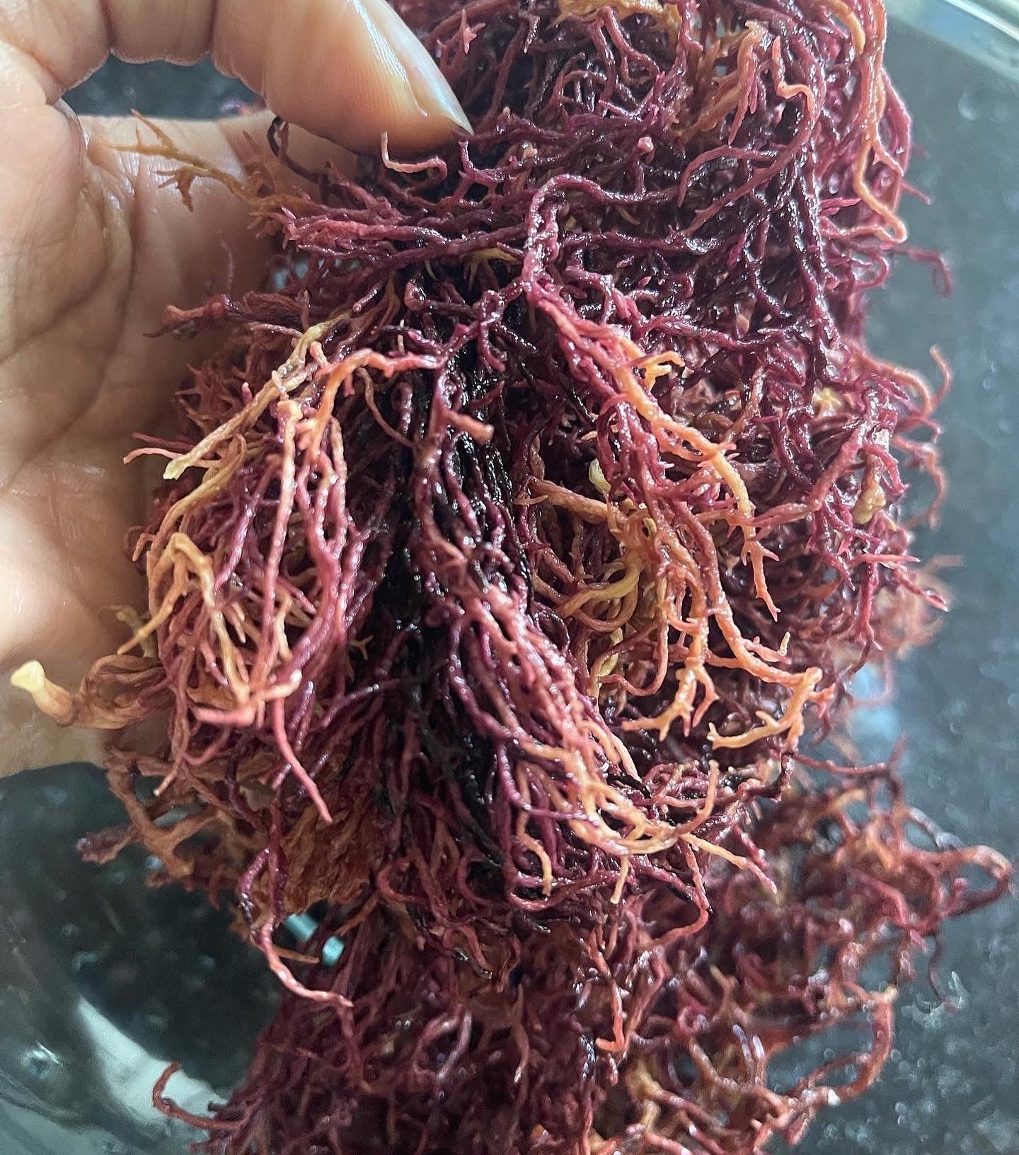 Raw St. Lucia Purple Dry Seamoss - 3oz